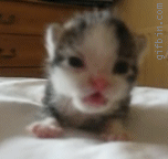 catrawr.gif